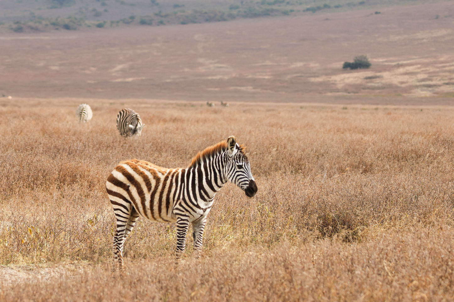 Zebra in Field