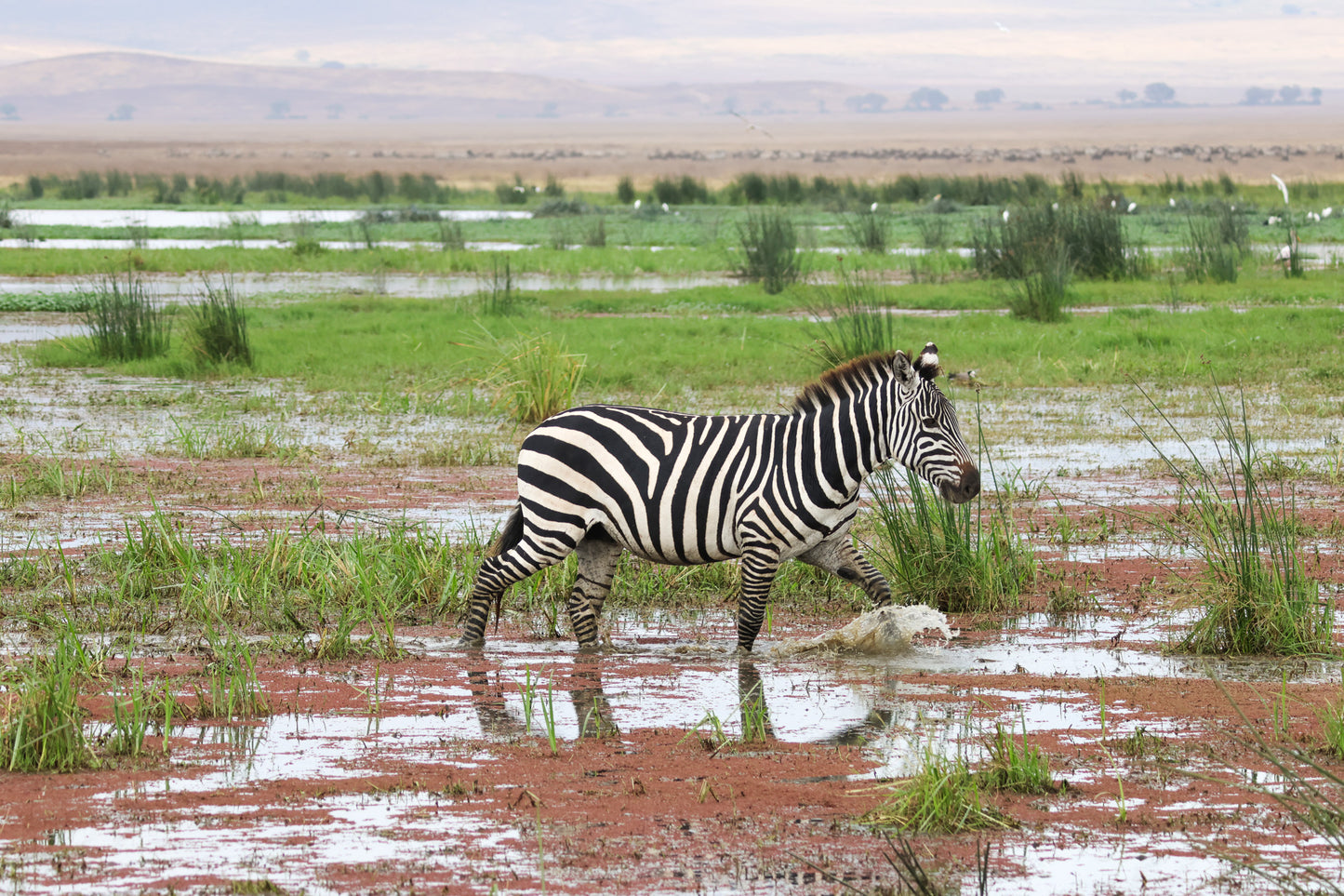 Zebra in Water