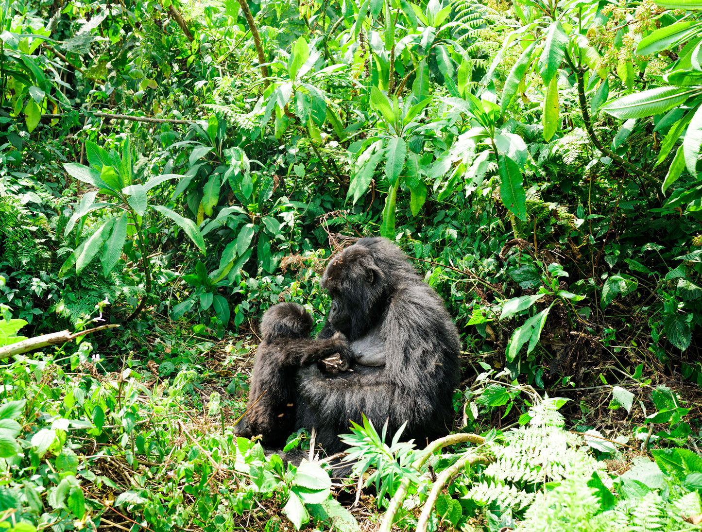 Mother Gorilla with Baby