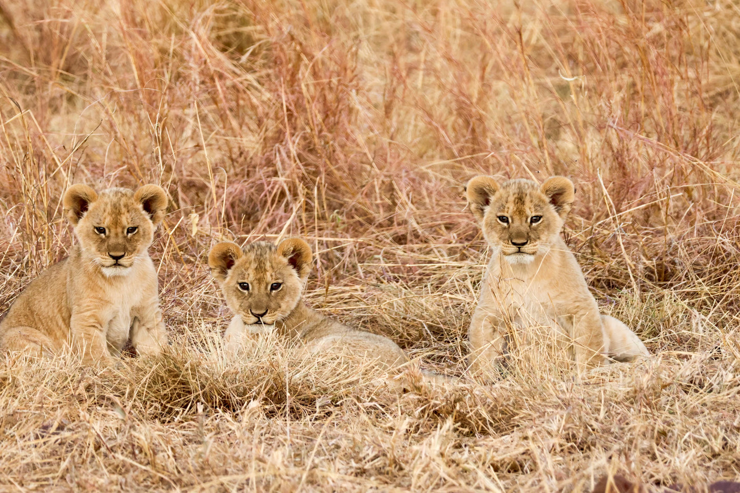 Lion Cubs