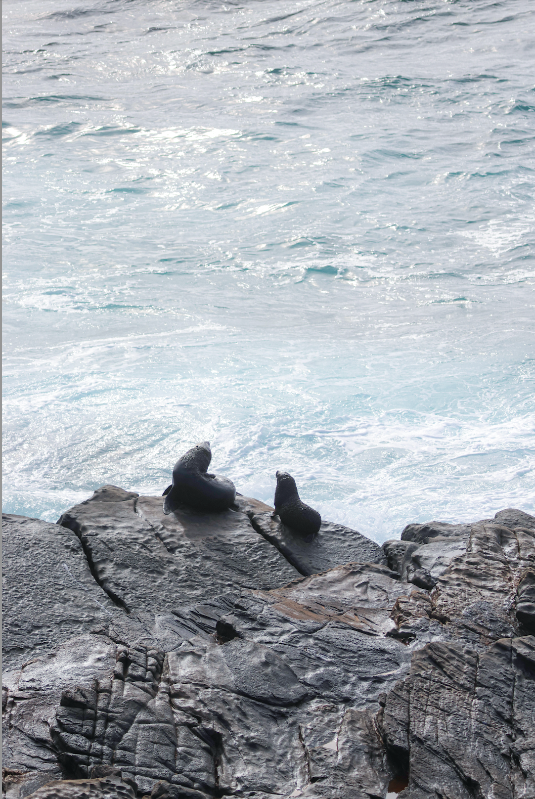 Sea Lions 1