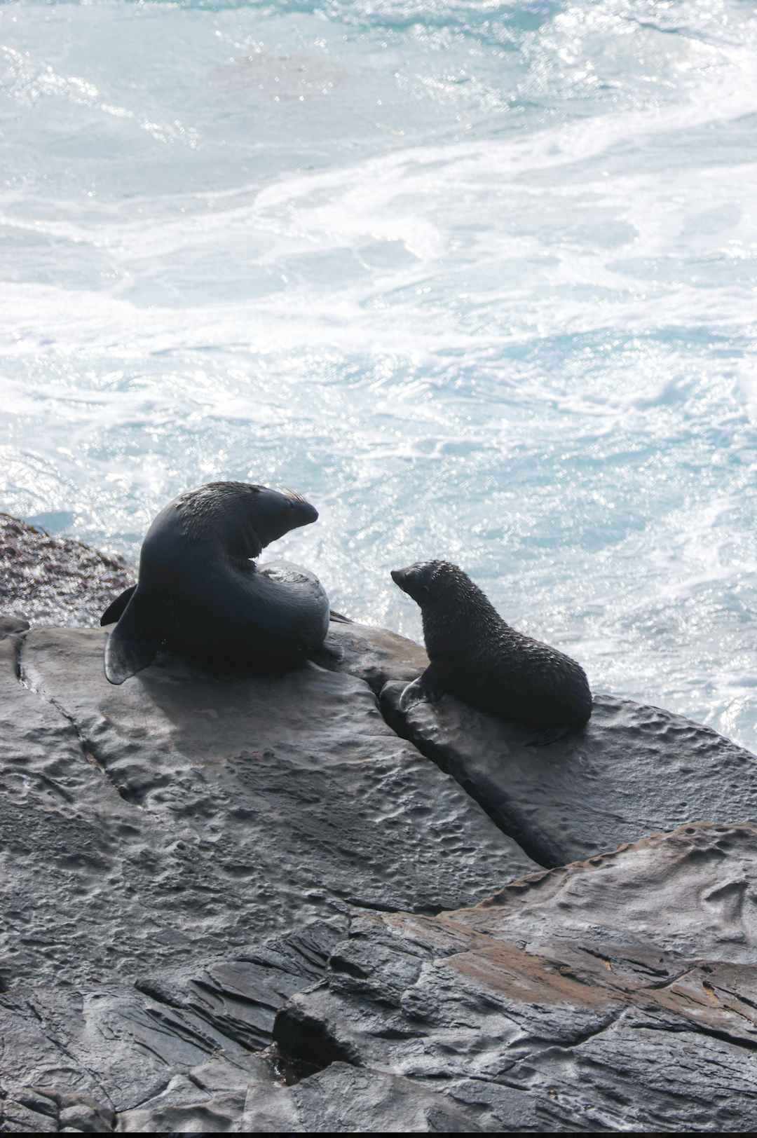 Sea Lions 2