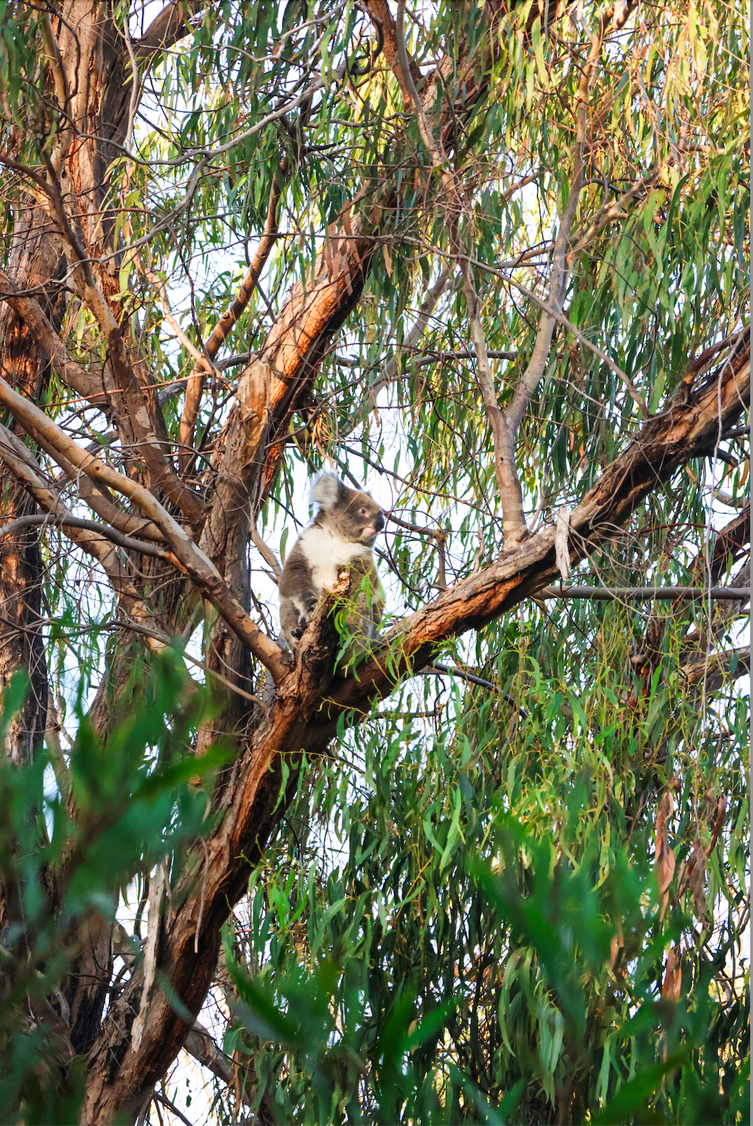 Koalas 1