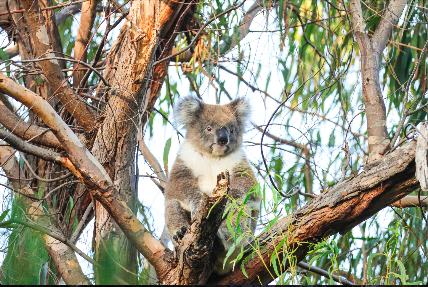 Koalas 2