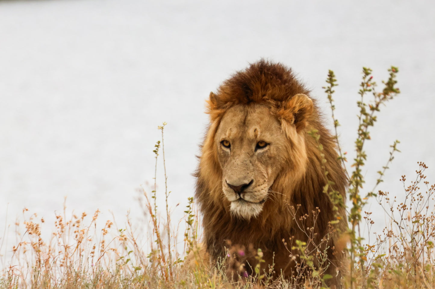Male Lion