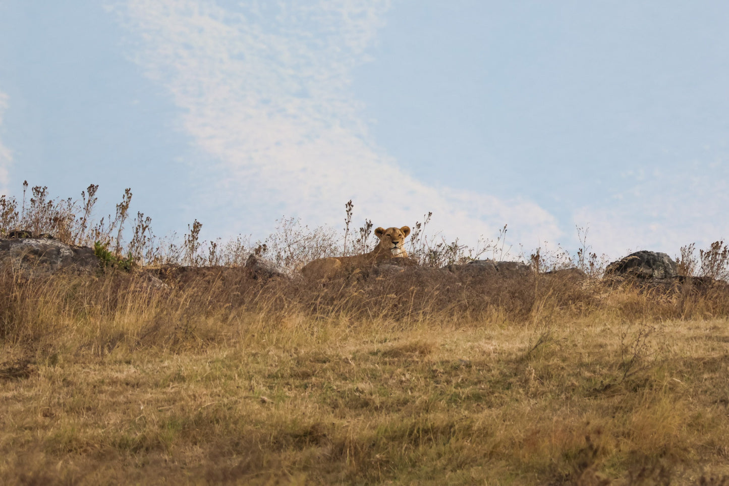 Lion Overlooking Cliff