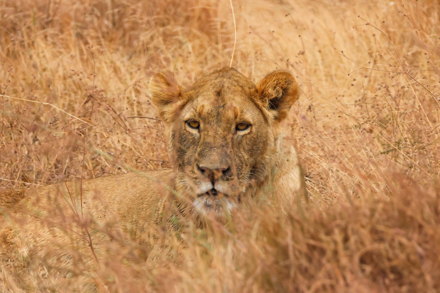 Female Lion